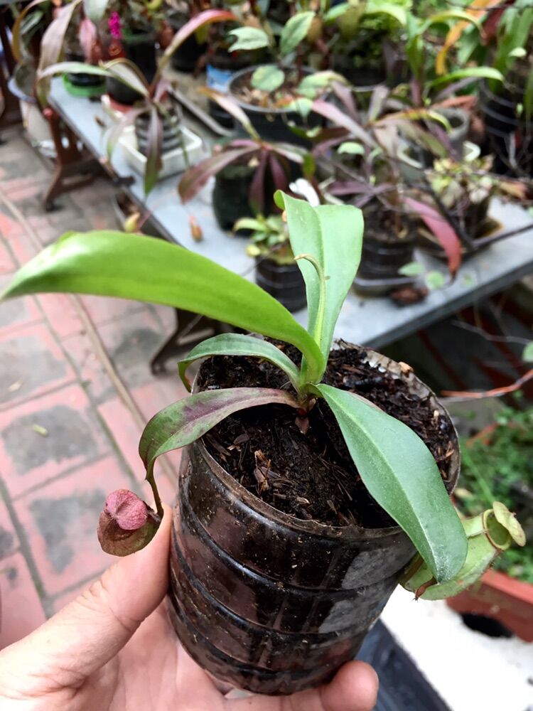 Cây nắp ấm, cây bắt mồi