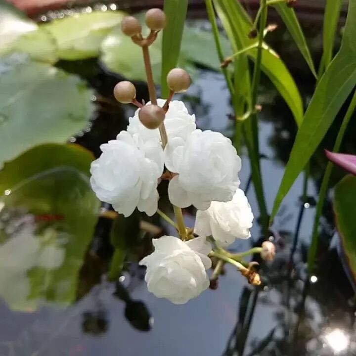 Bách thủy tiên thái - bách thủy tiên kép thủy sinh - 1 cây