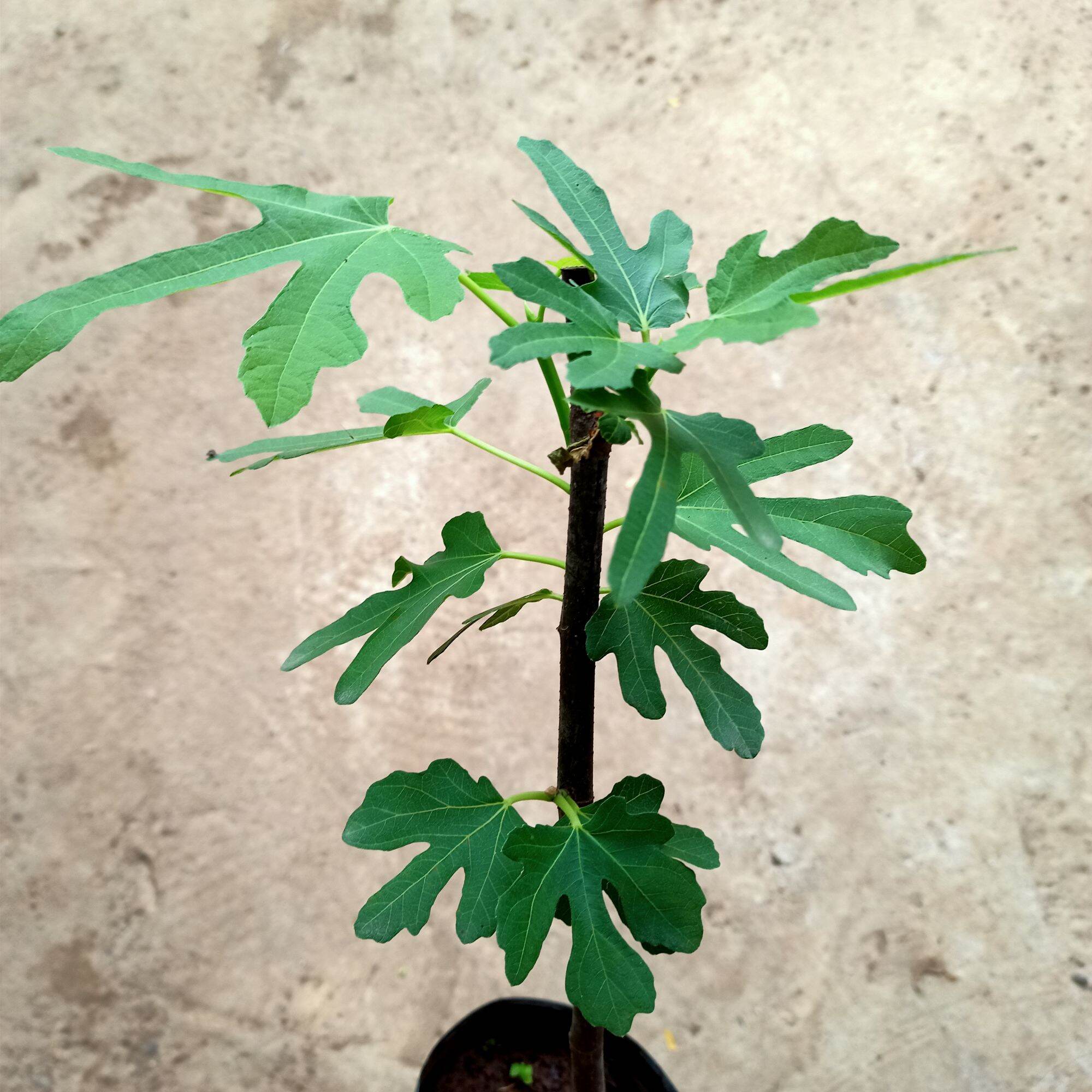 Chậu cây sung mỹ hàng giâm cành