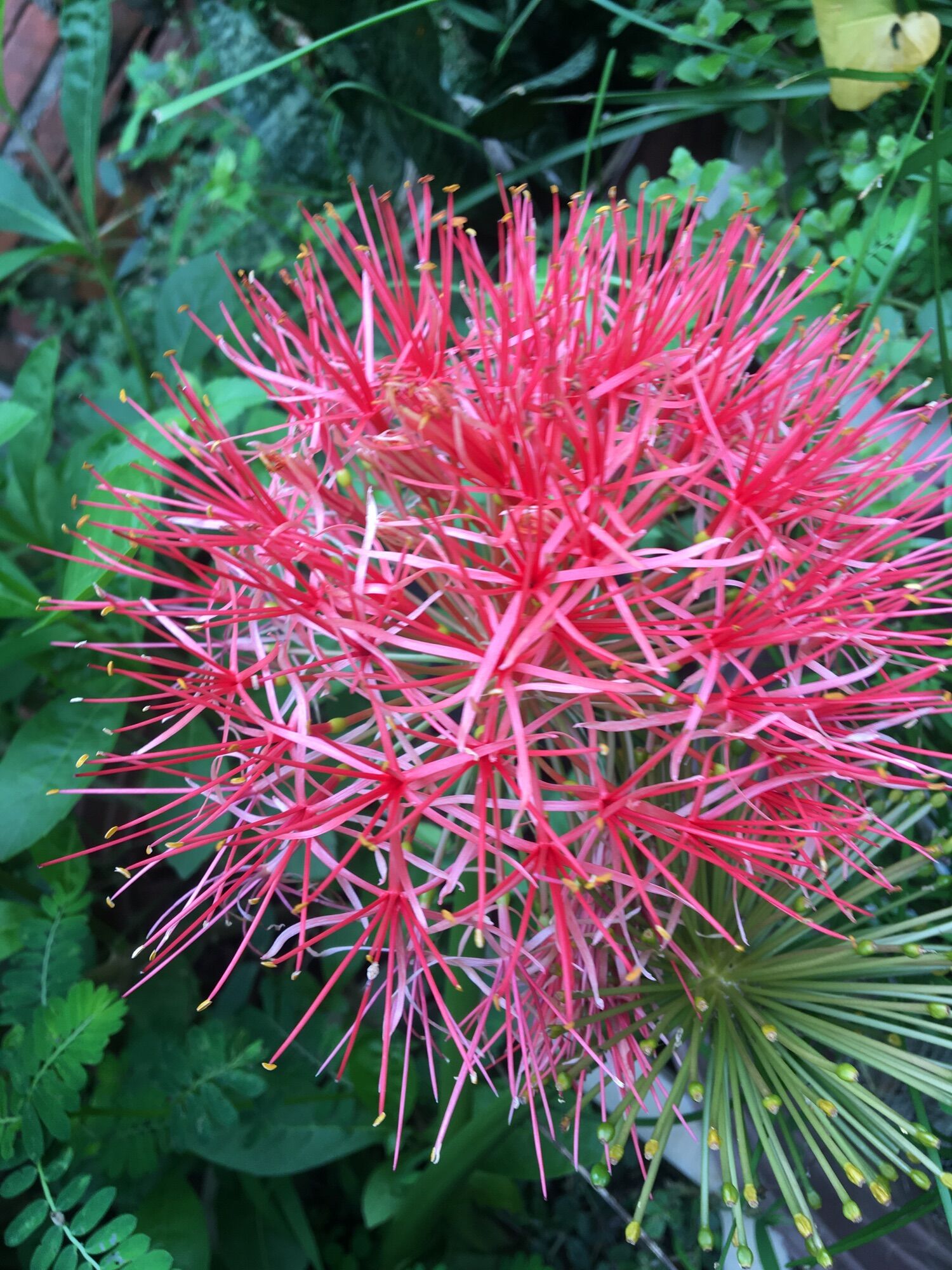 Củ hoa hồng tú cầu