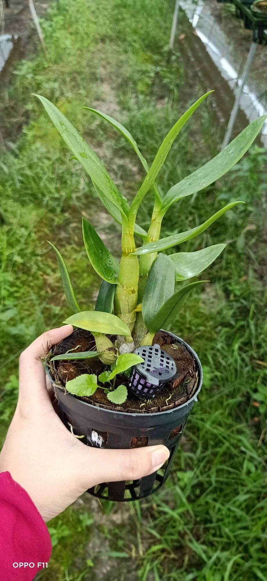 Hoa lan denro nắng cánh chuồn sắp hoa