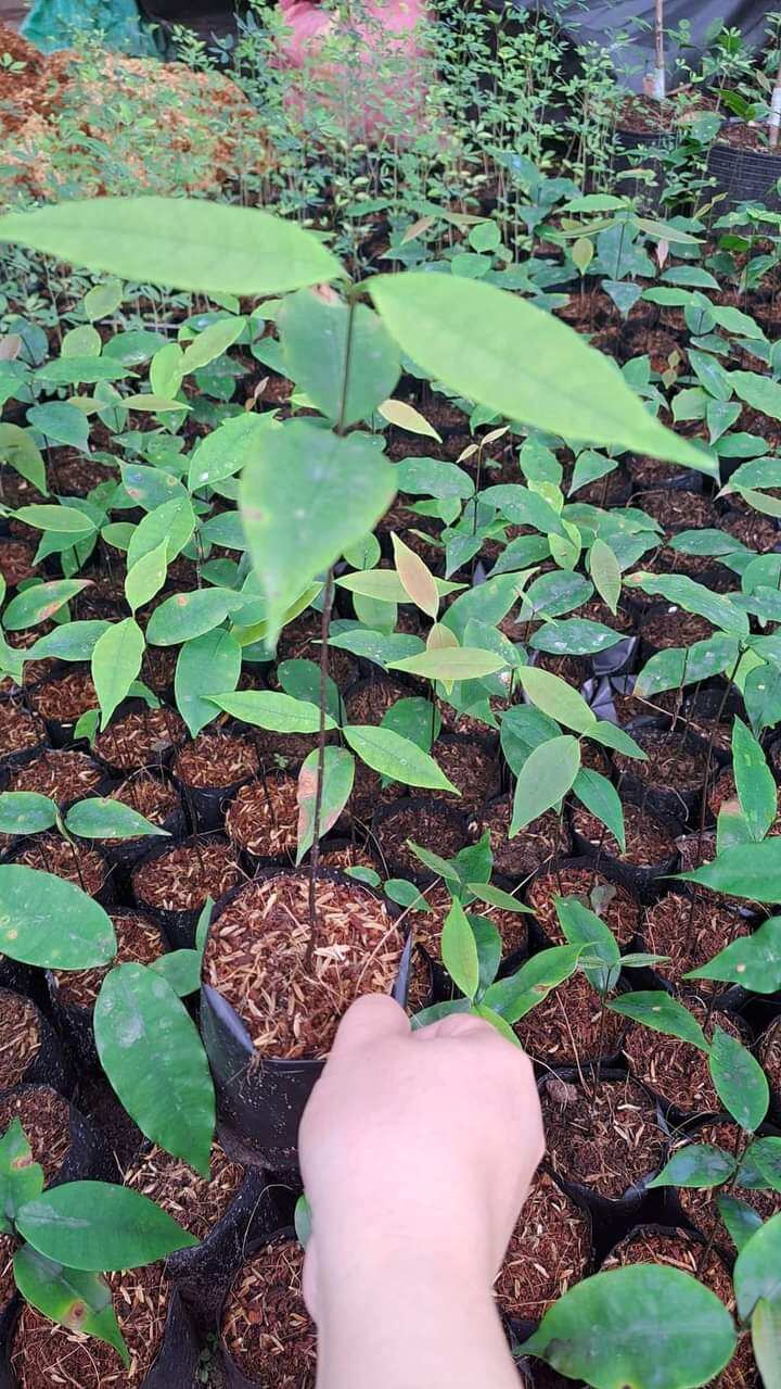 Cây giống gùi rừng