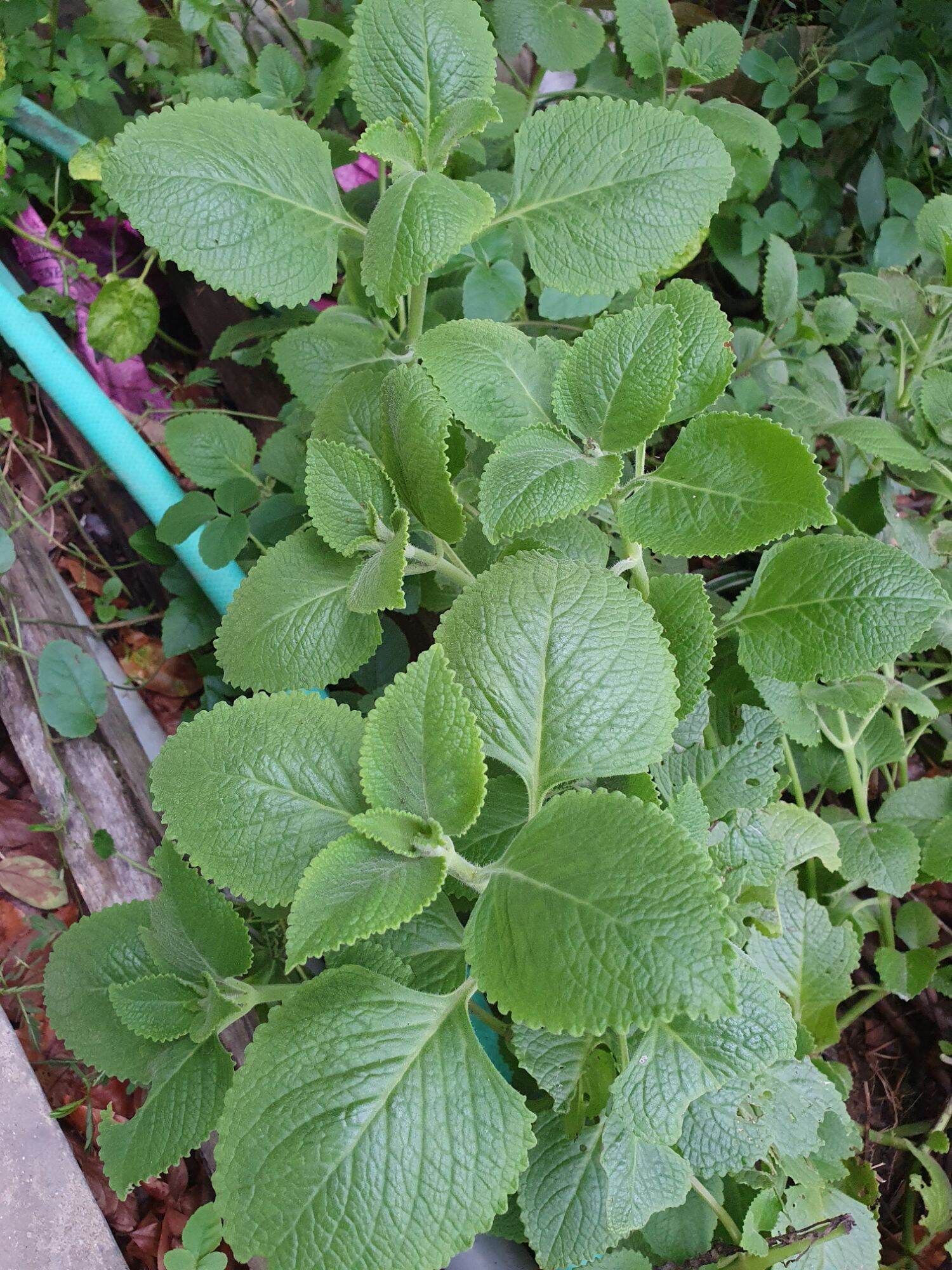rau tần dày lá 1 chậu ( cây húng chanh)