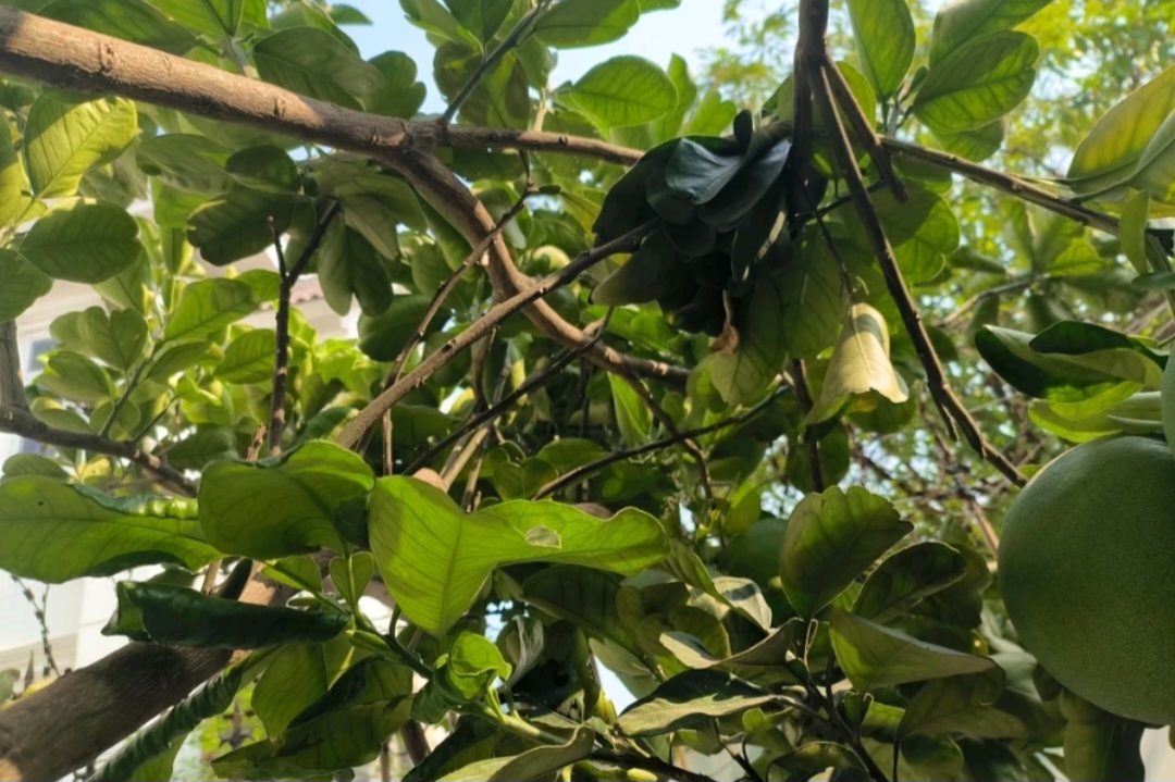 1 Ký lá bưởi khô, thơm, sạch