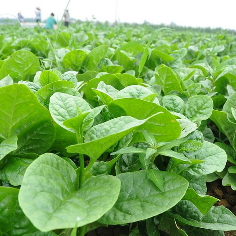 Hạt giống mồng tơi Sen Nông 50gr