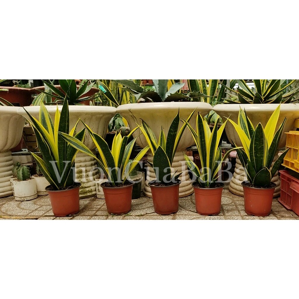 Lưỡi hổ vàng - Sansevieria Golden Flame