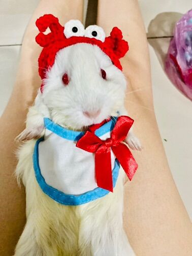 Nón mũ cua đỏ cho guinea pig, bọ ú,mèo con