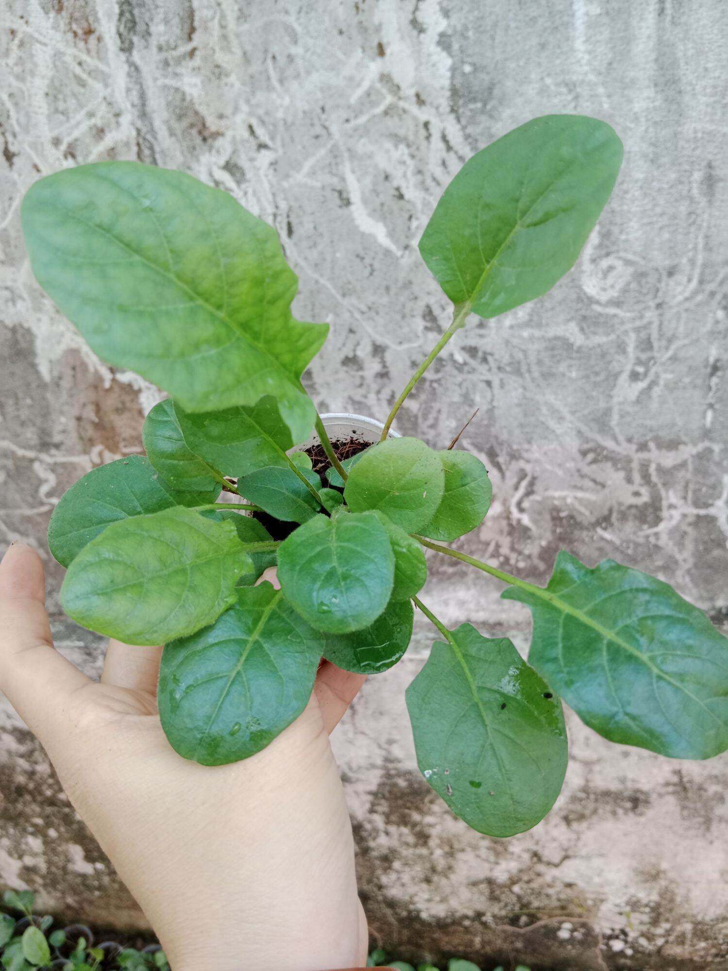CÚC ĐỒNG TIỀN ĐỎ LÙN 28 (Mua 10 tặng 1 mini)