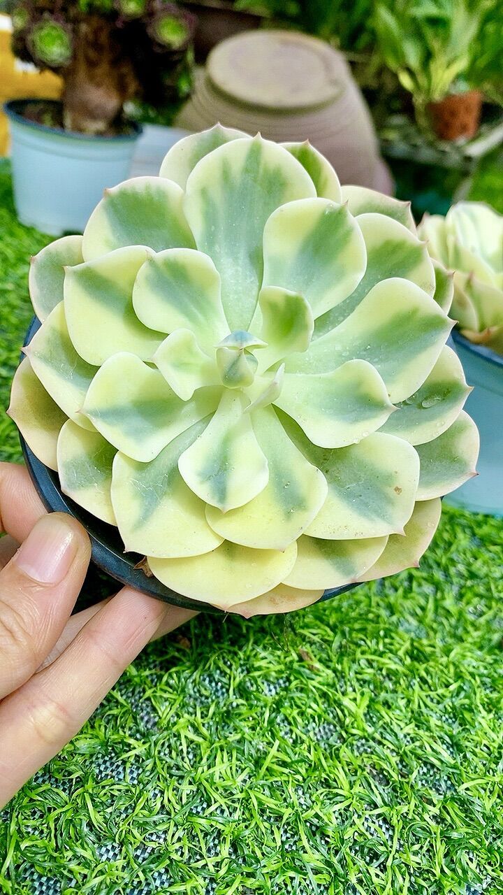 Sen đá đất xanh var