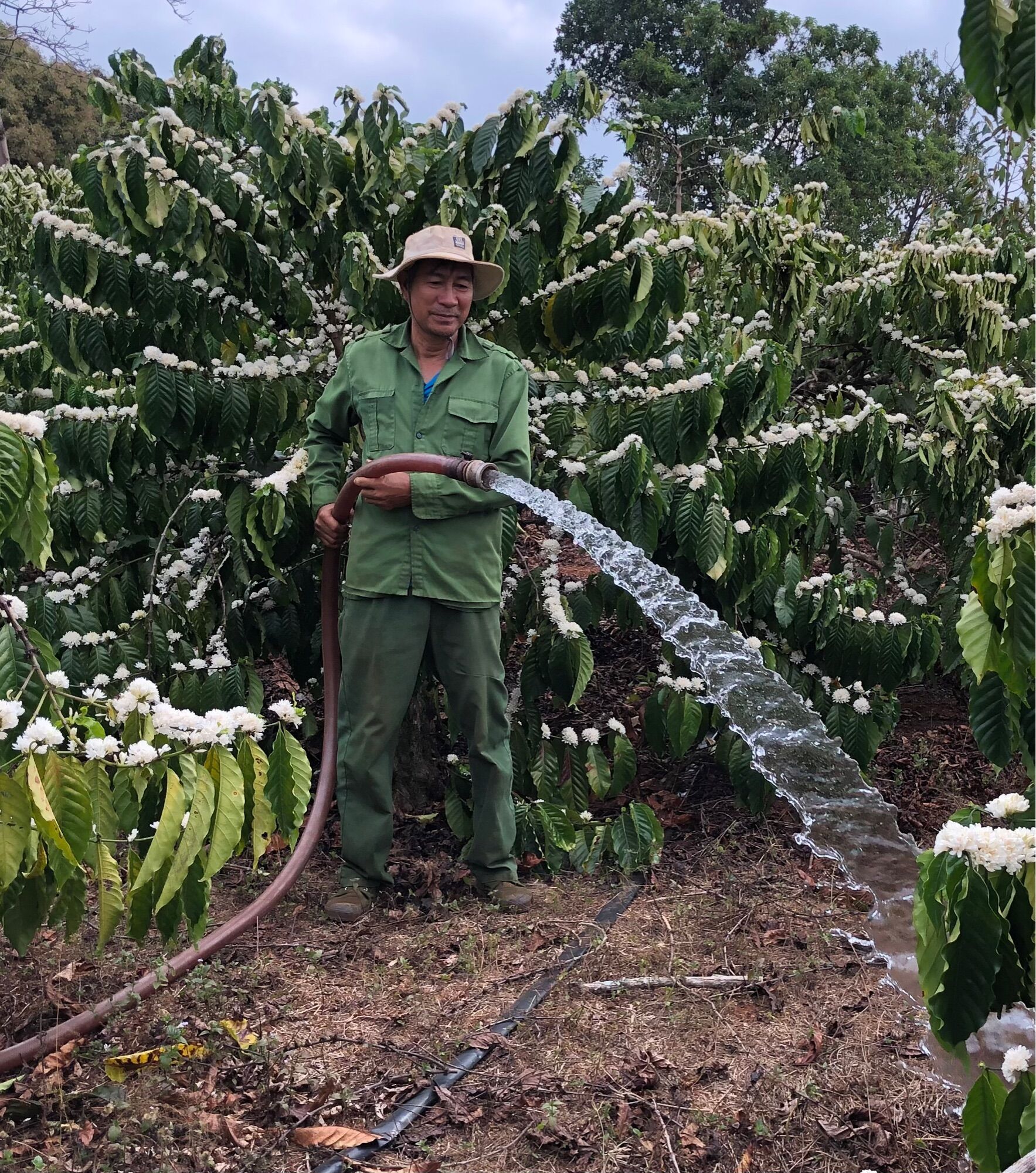 Cà phê Robusta nguyên chất, Cà phê mộc rang xay - Yang Farm