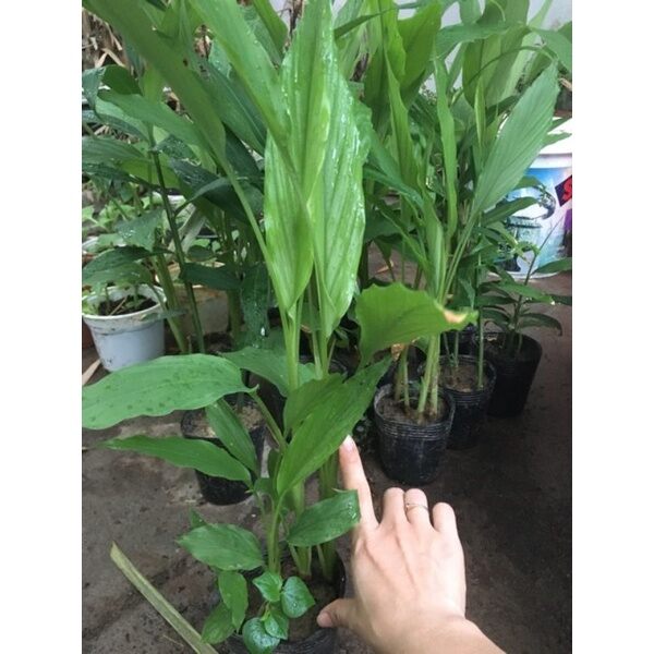 Cây giống nghệ vàng. vườn nhà .15k /chậu.củ nghệ 500g/18k
