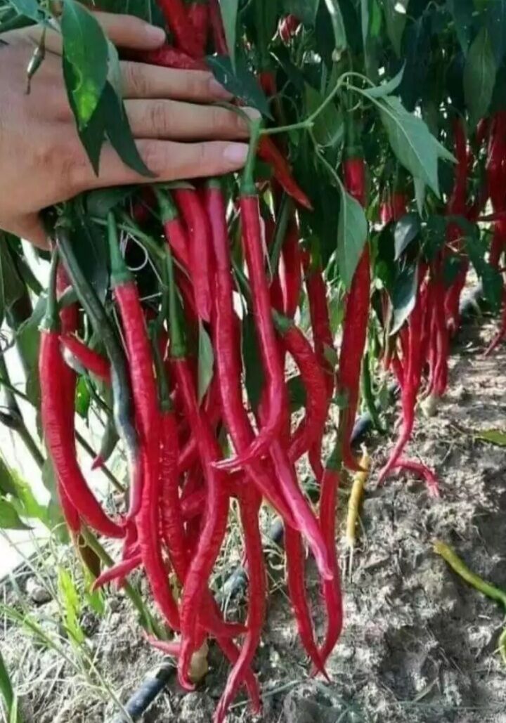 Hạt Ớt đũa 5 hạt vị cay