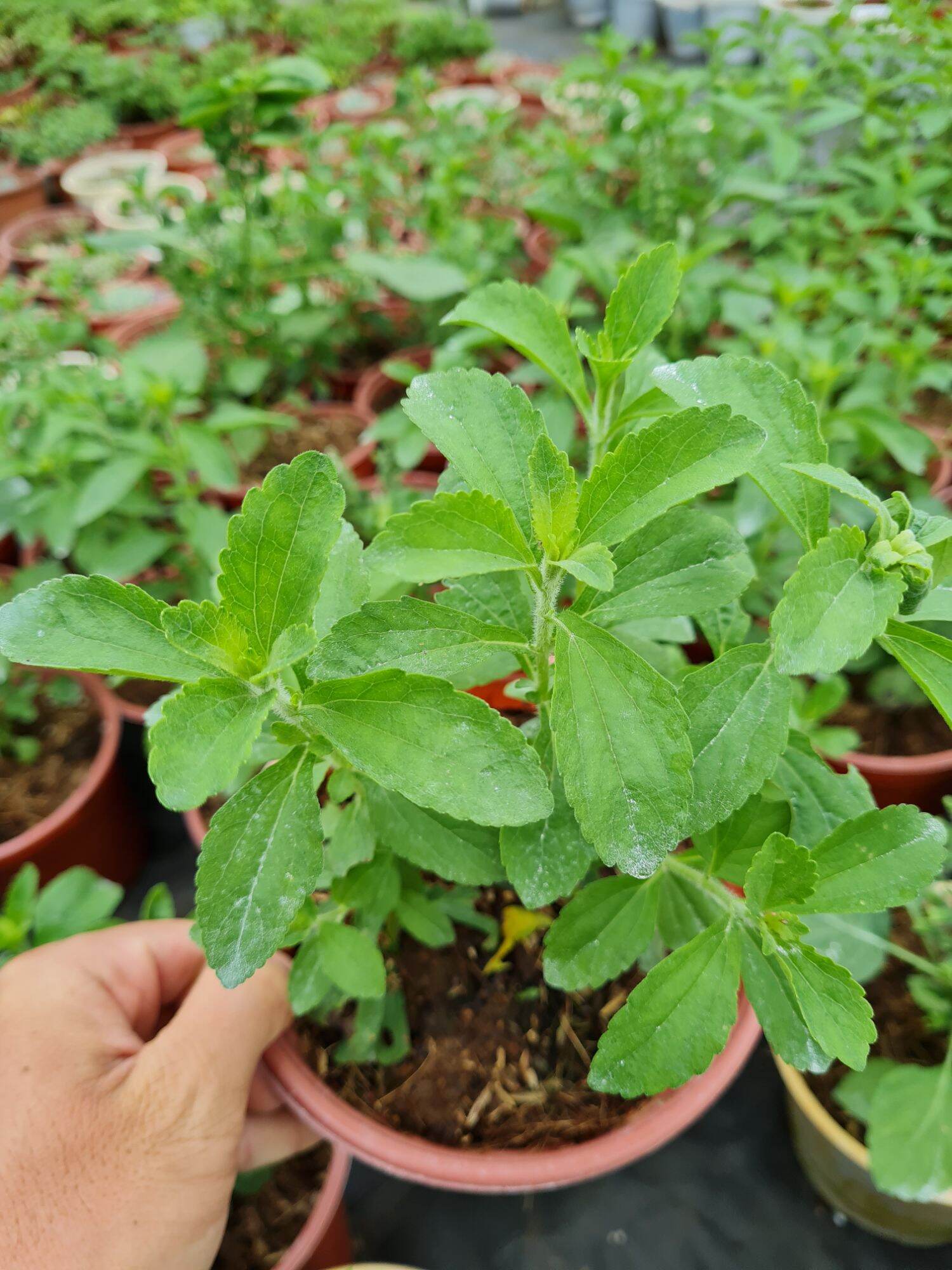 Cây cỏ ngọt stevia
