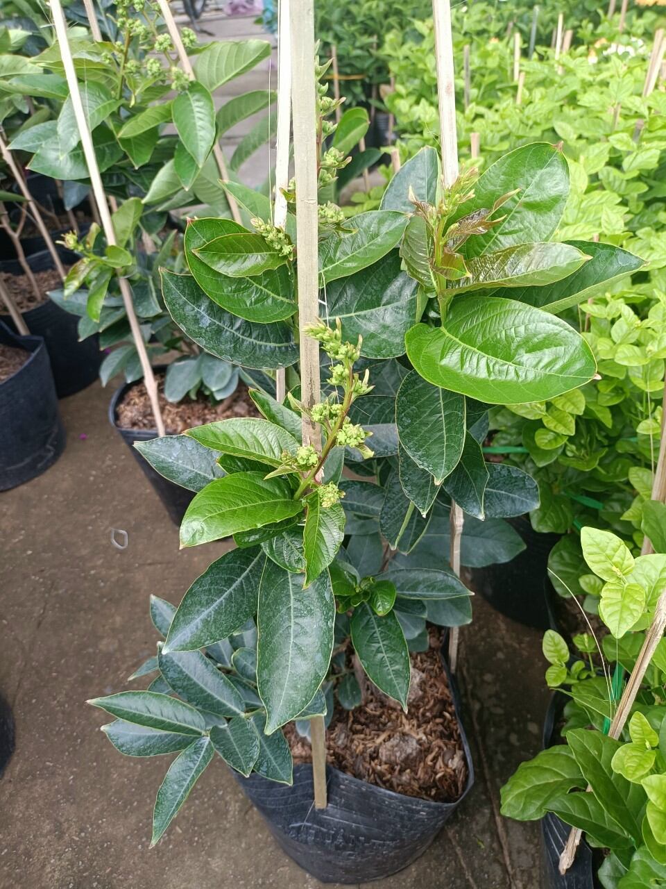 cây bằng lăng thái đang bông