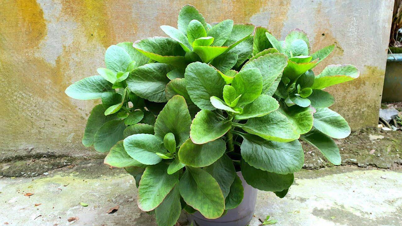 cây sống đời