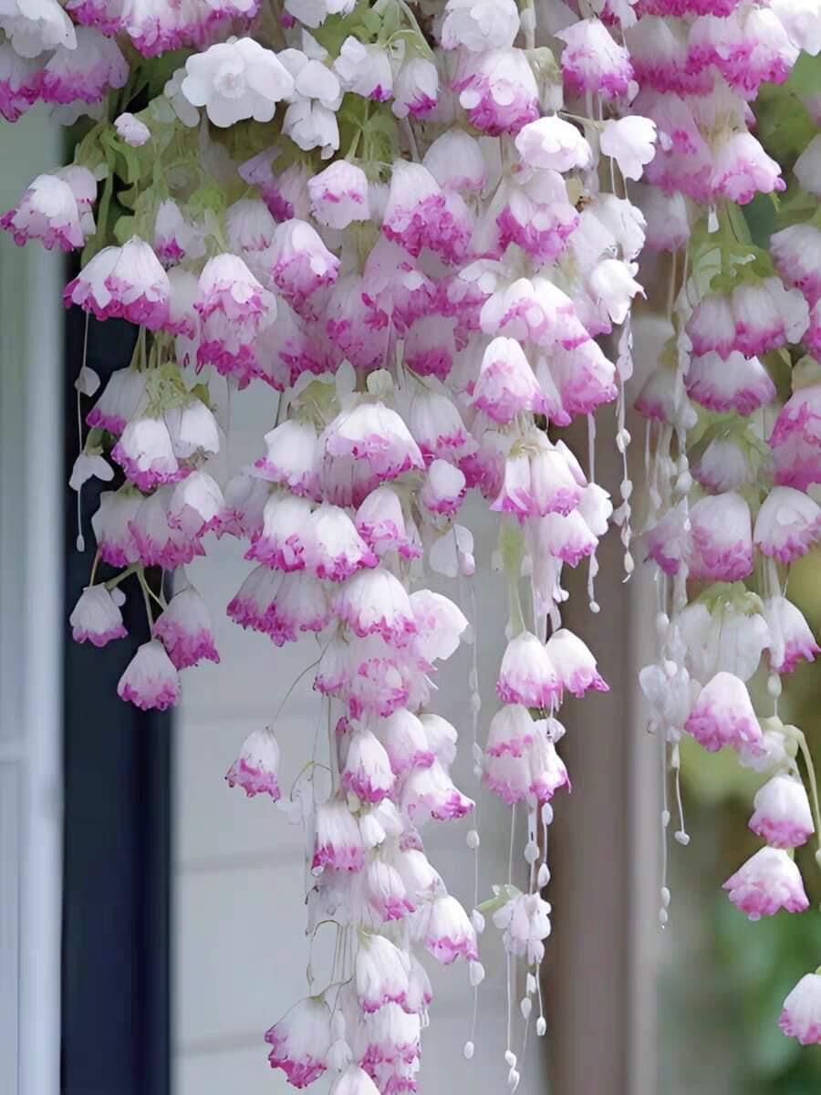 Hạt giống hoa chuông gió(1 gói 200hạt đủ màu)