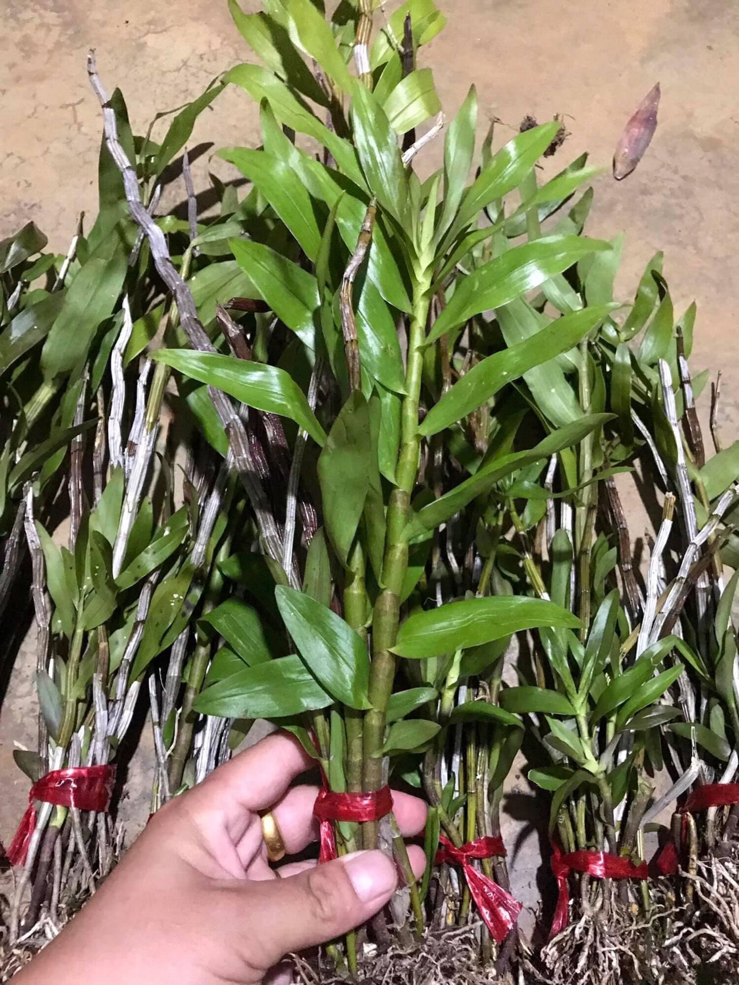 Hoa Lan thập hoa(5 cánh-1 bó 10 thân)
