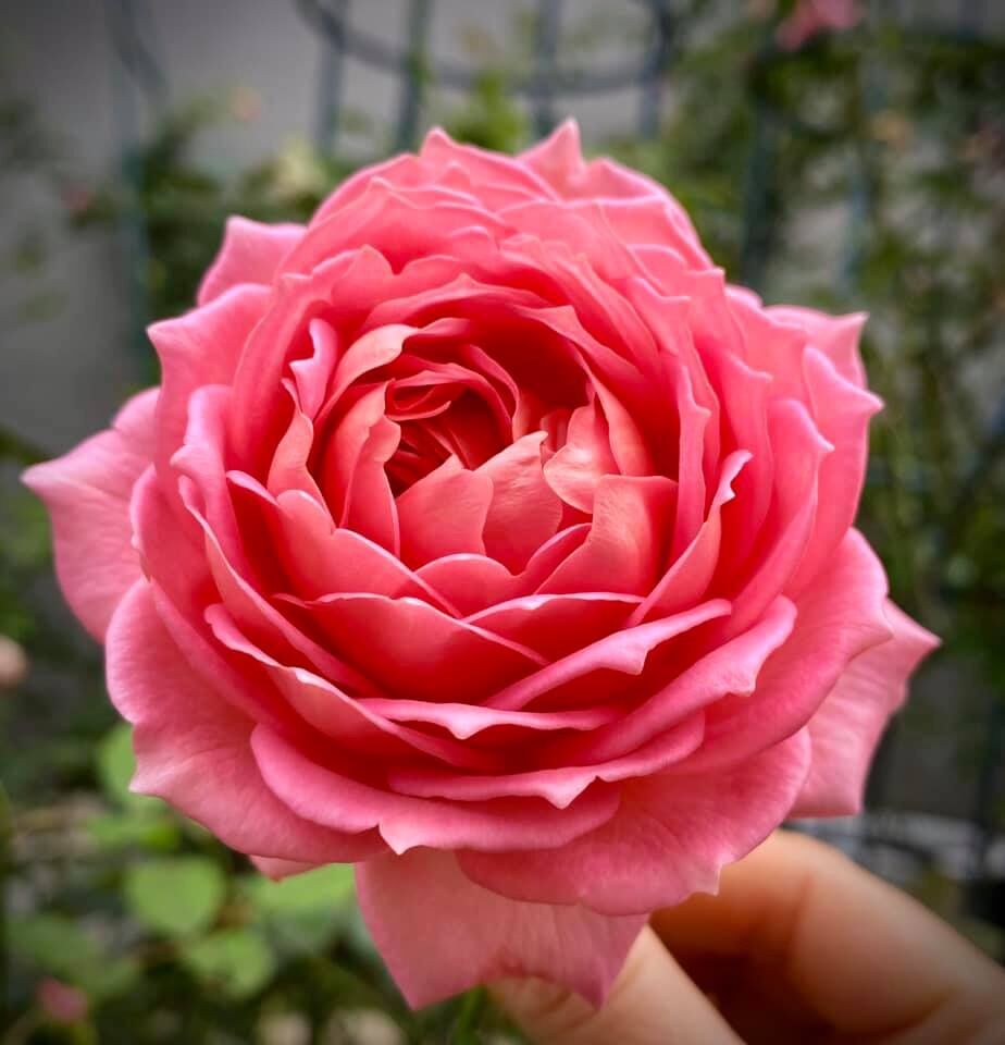 Hoa hồng ngoại Jubilee Celebration rose - hoa to, hồng leo