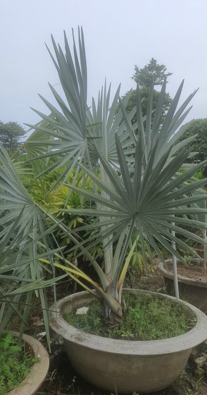 Kè bạc 50cm