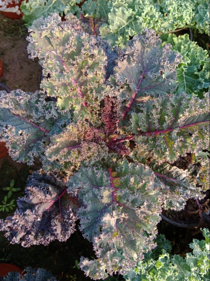 100 hạt giống cải kale scarlet kale tím mỹ chuẩn