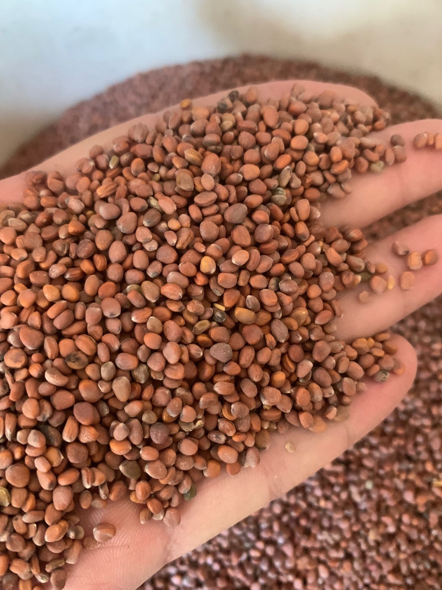 Hạt cải mầm mỡ gói 100g