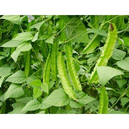 Hạt giống đậu rồng/ đậu khế