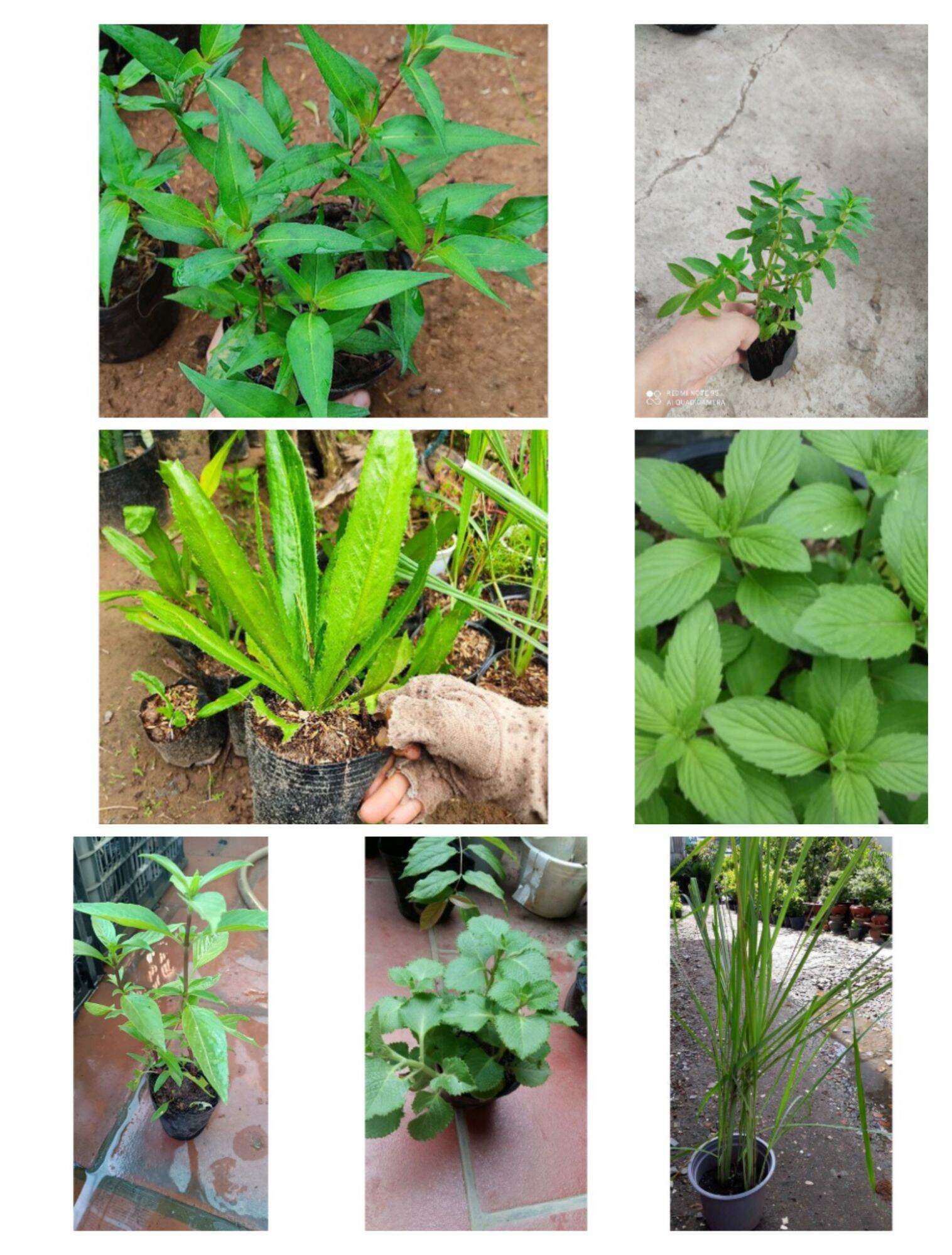 Combo 5loại rau gia vị..,5 bầu giống chỉ 55k.y mẫu