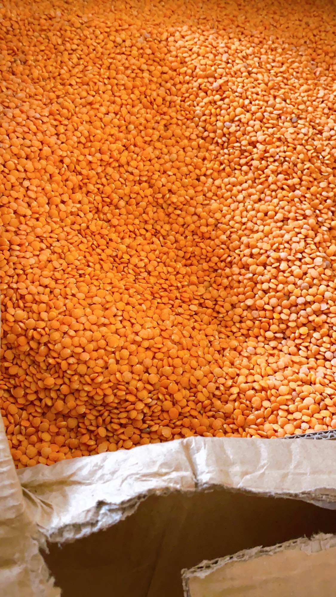 500G Đậu lăng đỏ hữu cơ