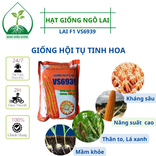 Hạt giống ngô vs6939 ngô sinh khối to cây, lá xanh dày, ngắn ngày, kháng sâu keo, sâu đục thân, đục bắp