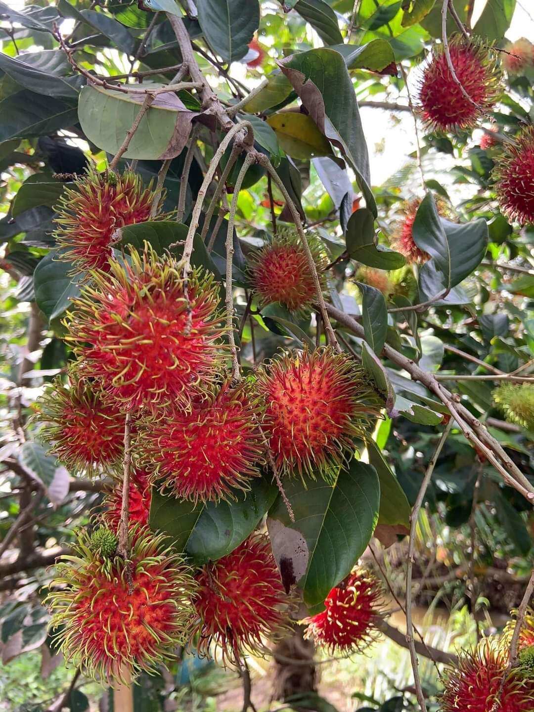 Thai Soursop Seedling, 70-140cm High, 100% Standard Variety