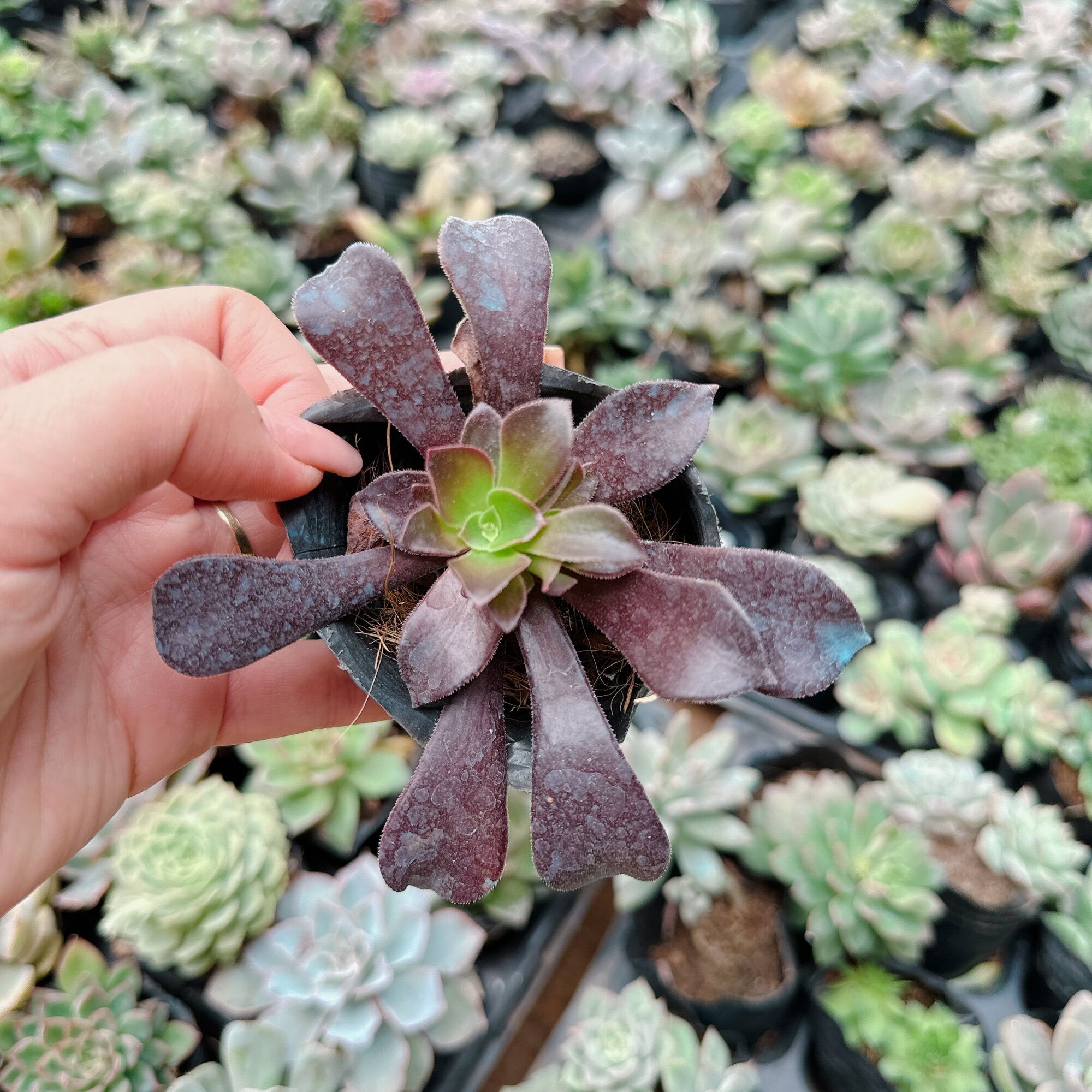 Sen đá Aoen size bầu 3-5cm