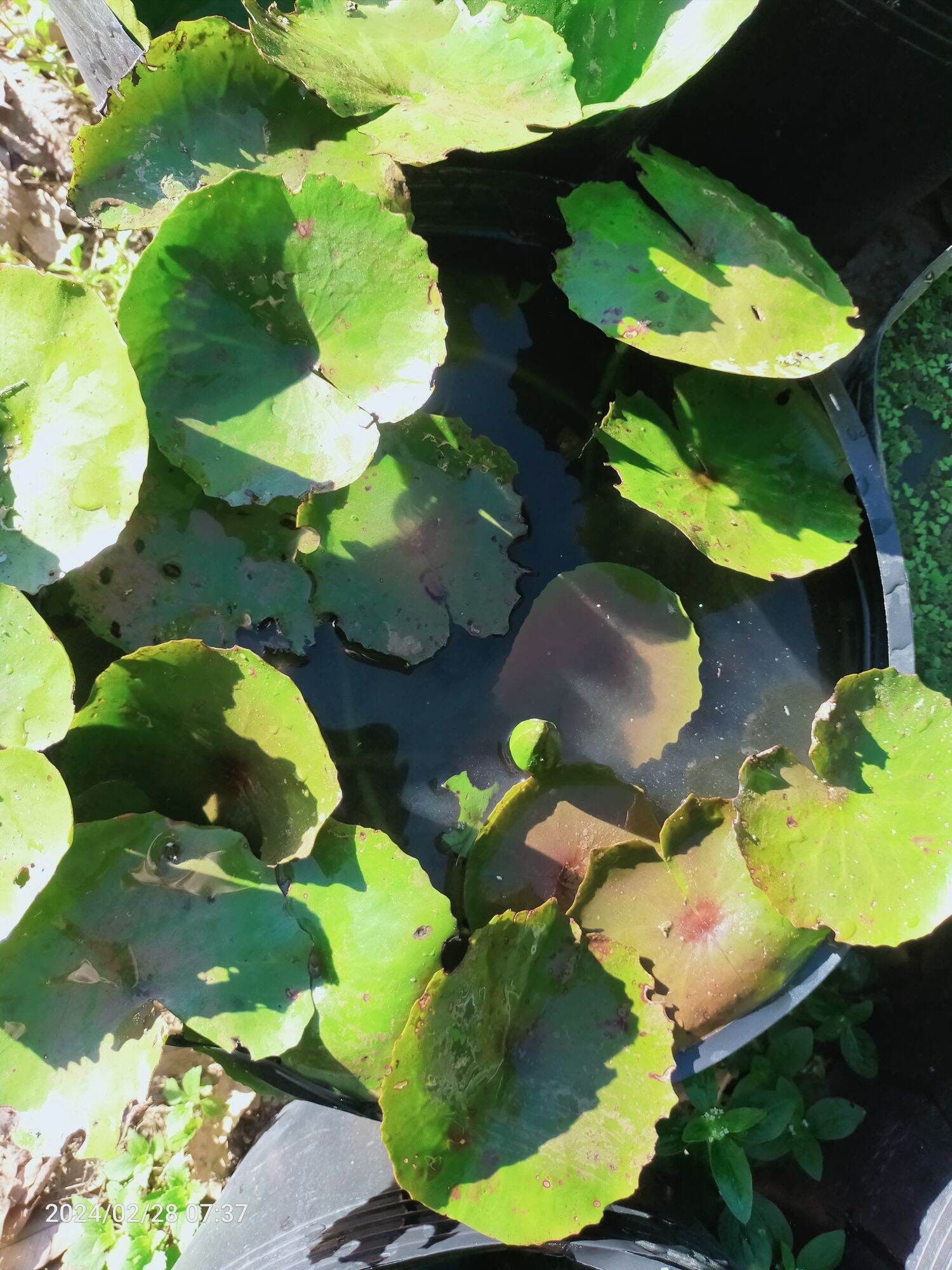 Cây hoa súng mỹ vàng