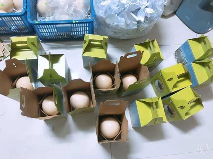 vỏ trứng đà điểu