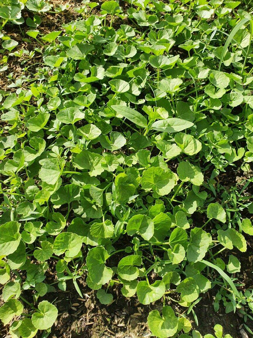 [HCM]Hạt giống rau má lá nhỏ