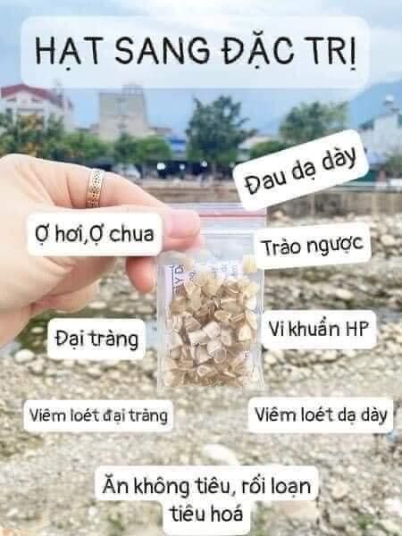 1 liệu trình Hạt Sang ( hạt Sành) tri dạ dày, đại tràng ( 10 hạt)