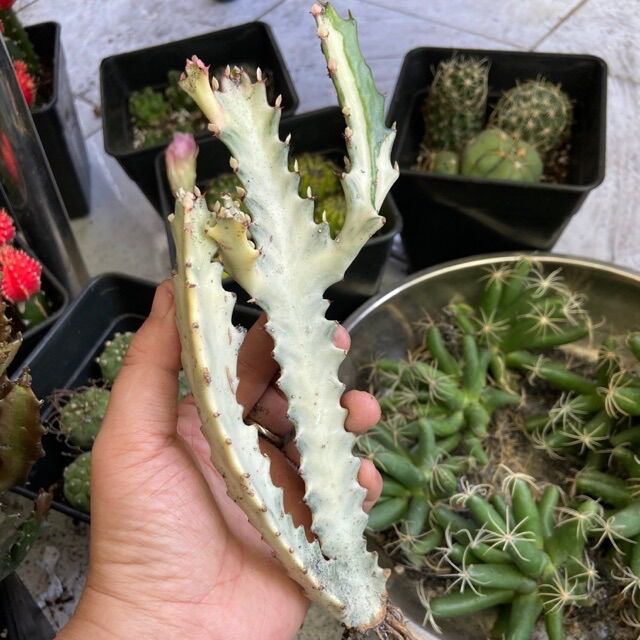 [HCM]Xương Rồng Var Trắng Sữa