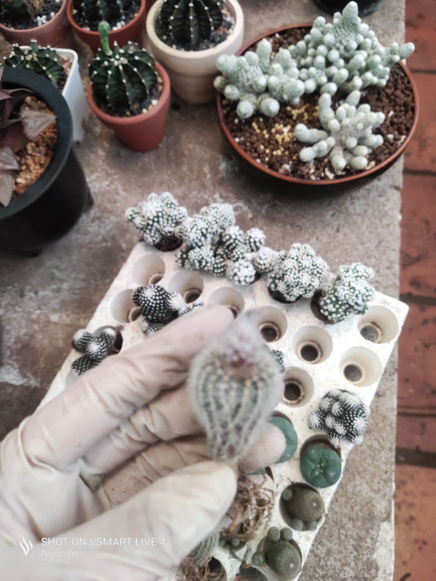 Xương rồng chuột trắng