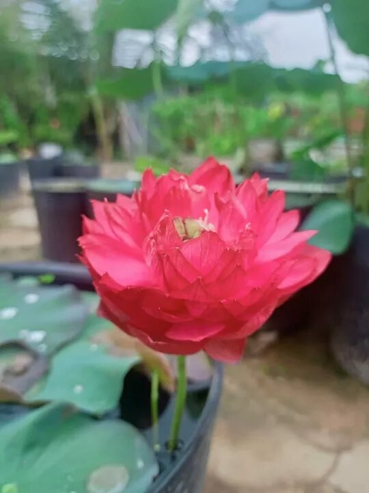 Combo 3 Củ sen đủ màu