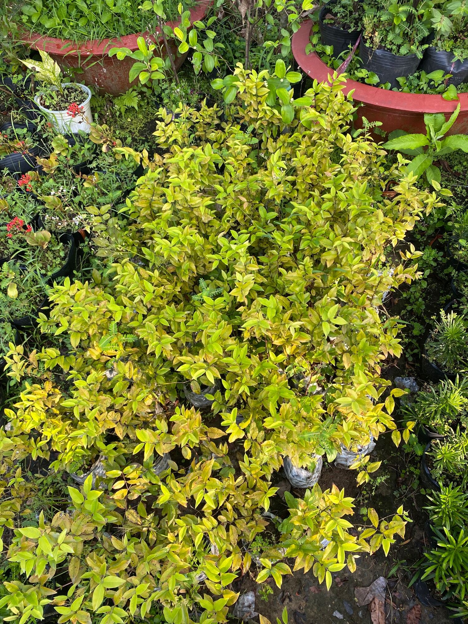 Nho thân gỗ lá lớn ( cây giống )