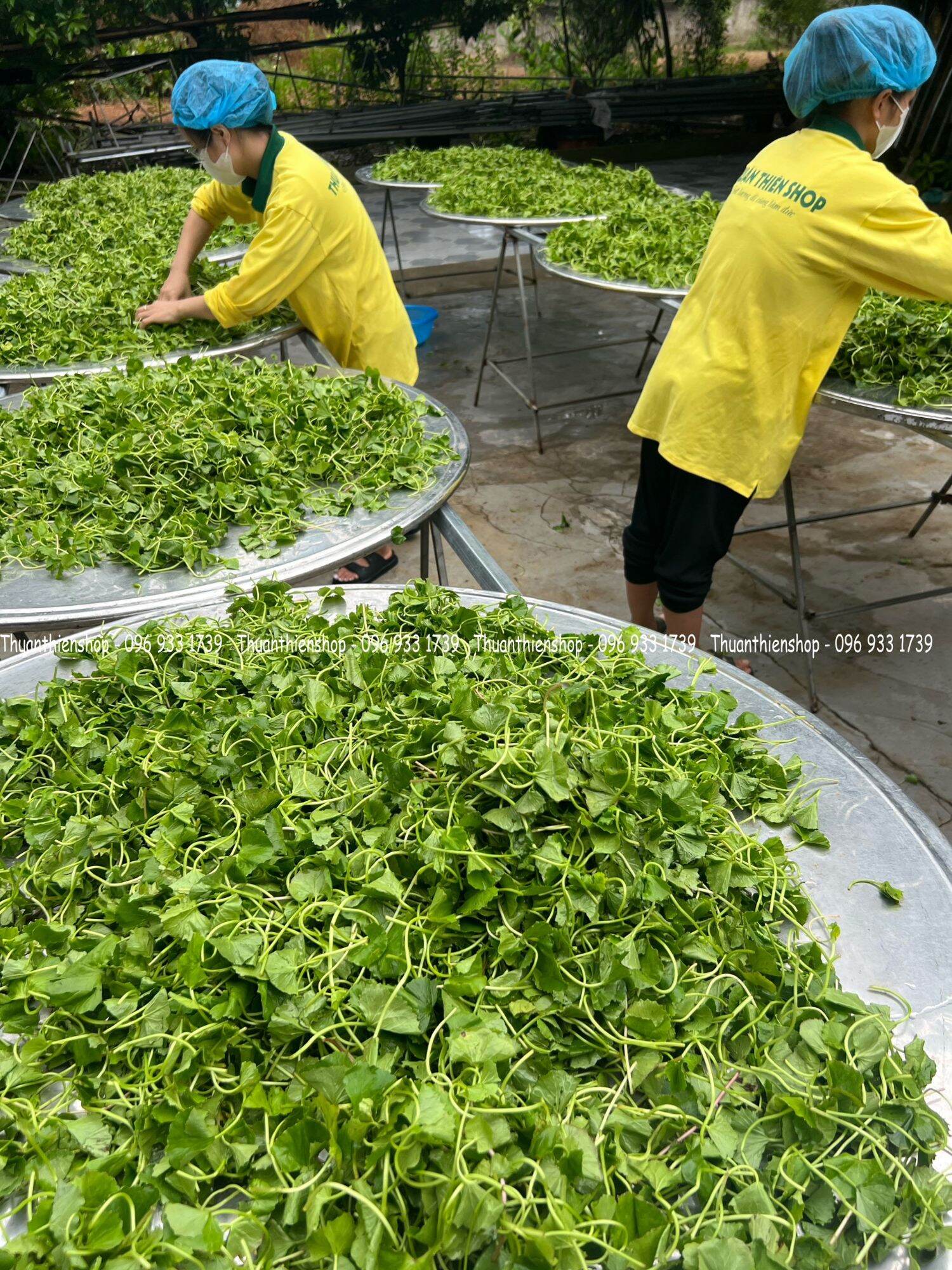 BỘT RAU MÁ ĐẬU XANH THUẬN THIÊN 1KG