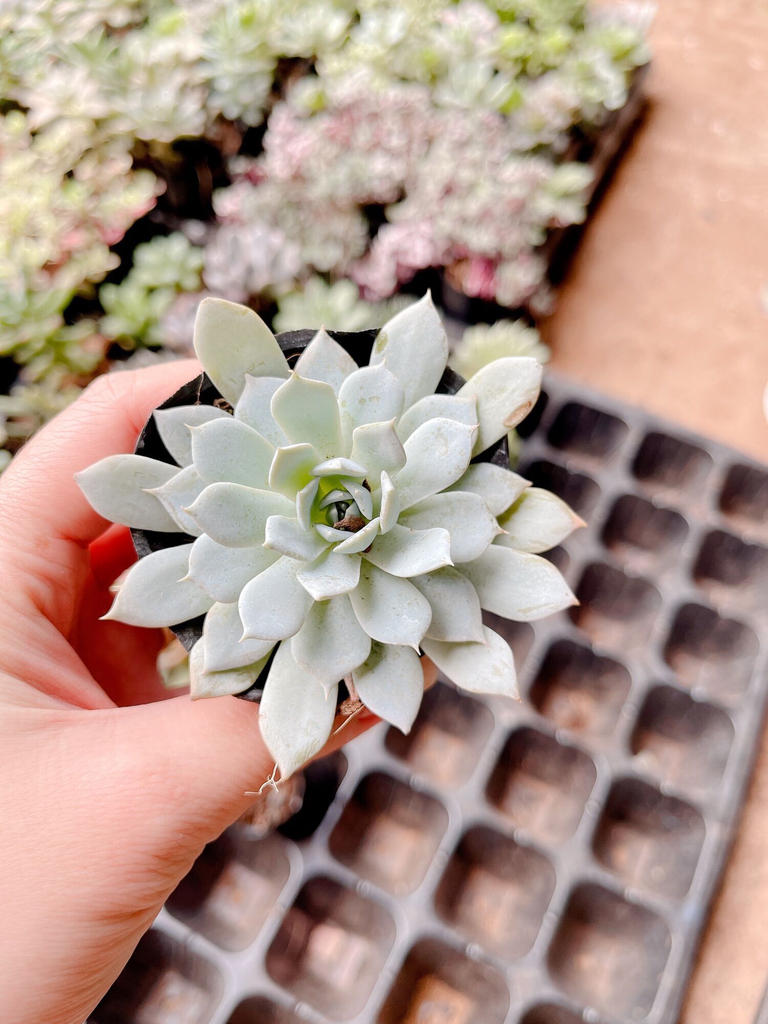 Sen đá ngọc trinh size bầu 3-5 cm xuất vườn đà Lạt