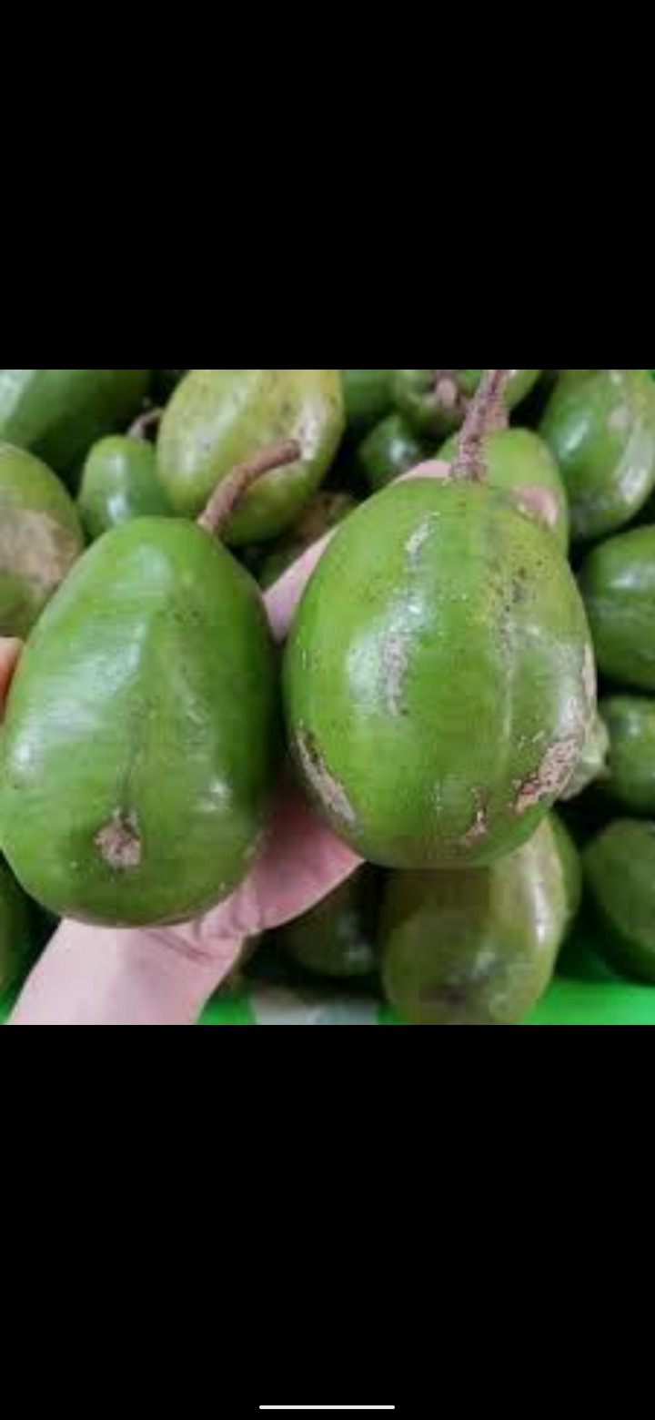 Cây giống Cóc Cầy trái to siêu trái