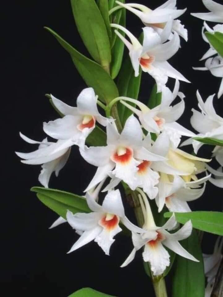 Hoa Lan đột biến nhất điểm Hồng