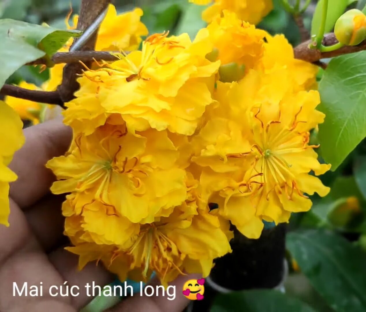Mai cúc thanh long, cúc hương, hoa chùm, bông to