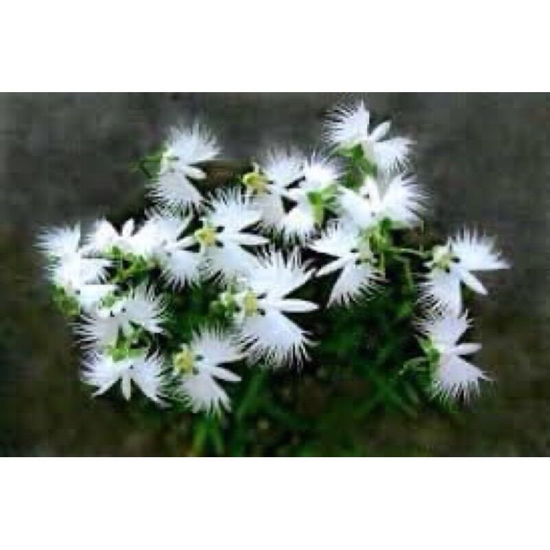 Hoa Lan bạch hạc Hải âu(1 cây) HOA TẾT