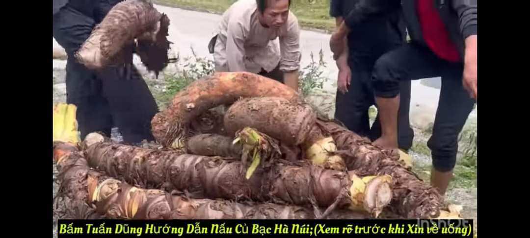 Củ bạc hà núi hàng tuyển 1kg