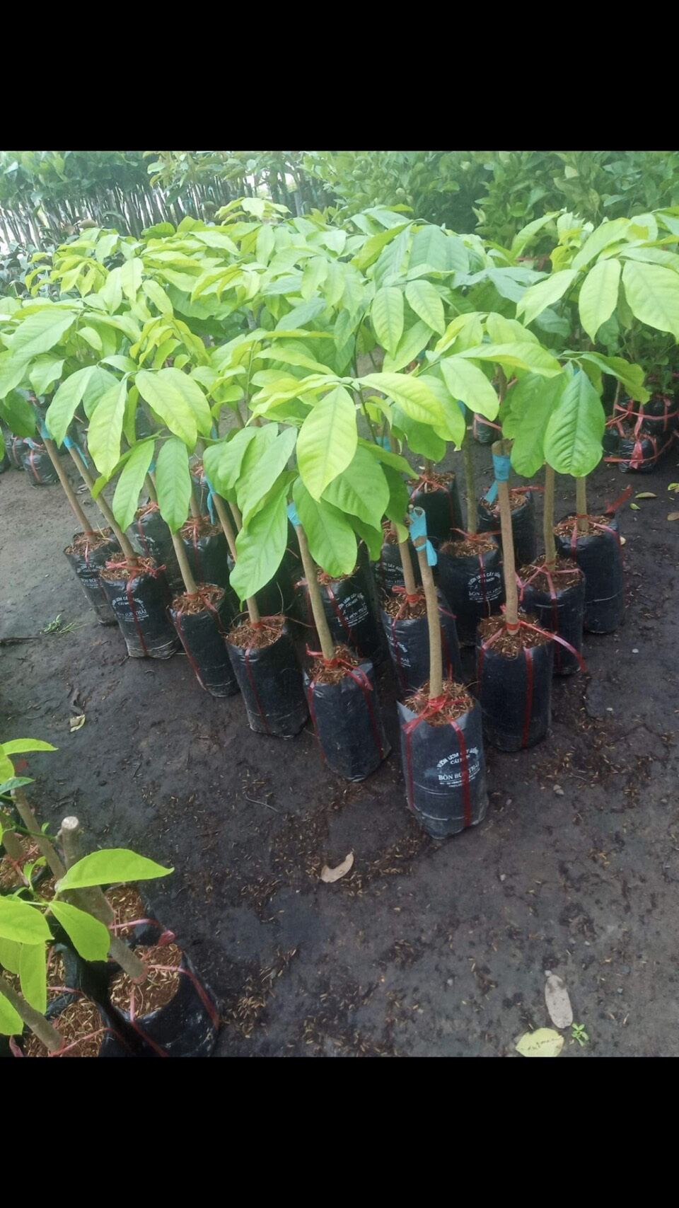 Cây bòn bon thái b40