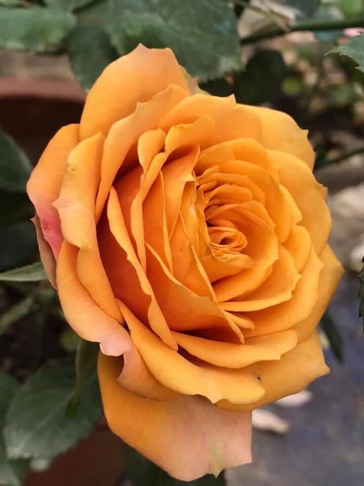 Hoa hồng ngoại nb pine dream rose size trung