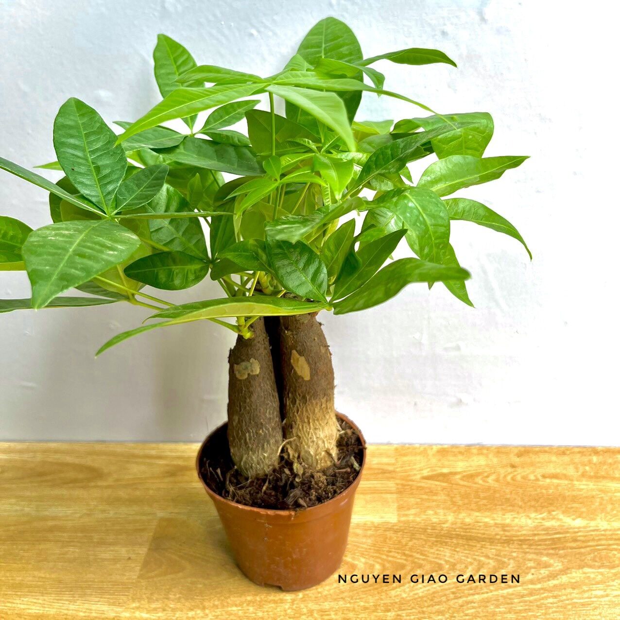 Cây kim ngân ba gốc chậu nhựa