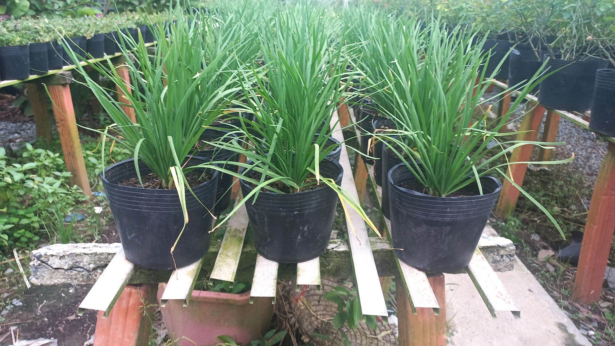 chậu hẹ, cây hẹ gống- rau hẹ (chậu)